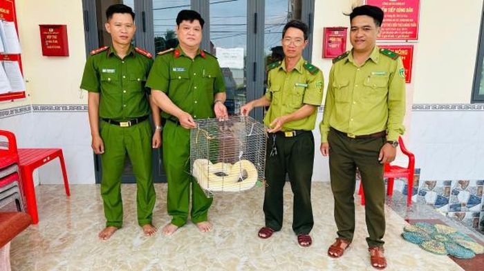  Công an xã Hưng Mỹ bàn giao cá thể trăn gấm cho Hạt Kiểm lâm Phú Tân để thực hiện các thủ tục trước khi thả về môi trường tự nhiên. Ảnh: Công an tỉnh Cà Mau. 