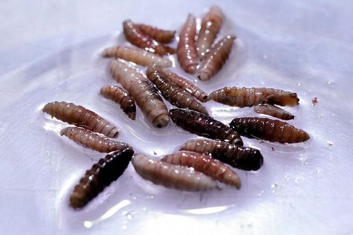 Khác với nhiều loại ký sinh trùng chỉ ăn mô chết, giòi xoắn New World Screwworm tấn công trực tiếp mô sống, khiến vết thương nhanh chóng mở rộng và làm tăng nguy cơ tử vong nếu không được điều trị