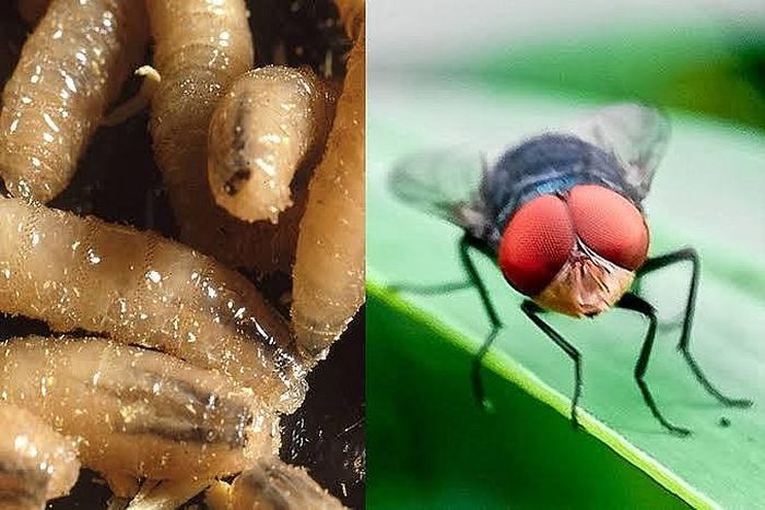 Loài ruồi này đẻ trứng vào các vết thương hở trên cơ thể động vật, sau đó ấu trùng nở ra và ăn trực tiếp các mô sống