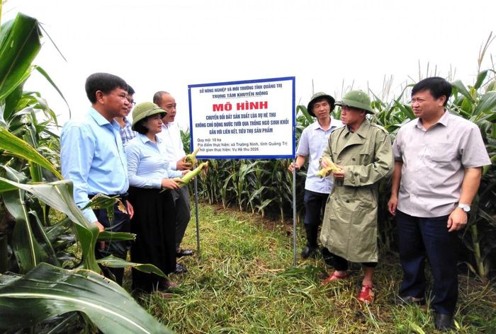 Các đại biểu tham quan mô hình trồng ngô sinh khối tại xã Trường Ninh, tỉnh Quảng Trị