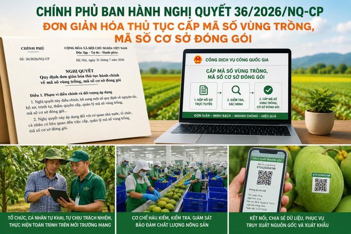 Infographic tuyên truyền Nghị quyết số 36/2026/NQ-CP của Chính phủ về đơn giản hóa thủ tục cấp mã số vùng trồng, mã số cơ sở đóng gói; đẩy mạnh thực hiện trực tuyến, tăng cường truy xuất nguồn gốc, nâng cao chất lượng nông sản và đáp ứng yêu cầu xuất khẩu. (Ảnh minh họa)