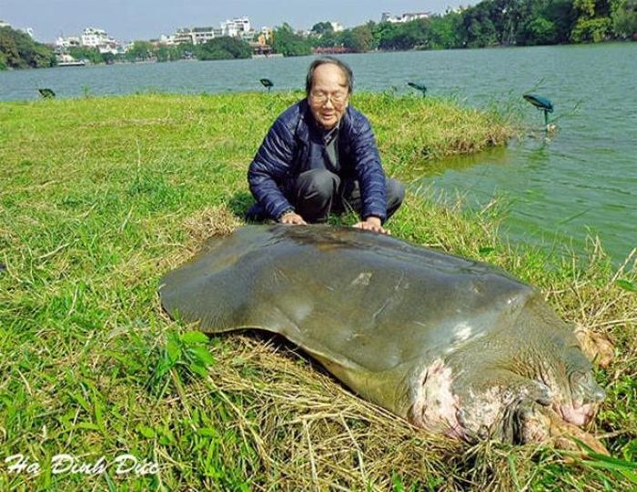PGS.TS Hà Đình Đức dành nhiều tâm huyết với rùa Hồ Gươm.