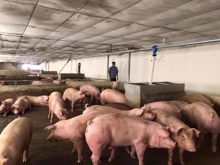 Các ngành chức năng tăng cường hỗ trợ chủ trang trại tiếp cận nguồn vốn ưu đãi, ứng dụng chuyển đổi số trong quản lý sản xuất, truy xuất nguồn gốc. Ảnh: PV