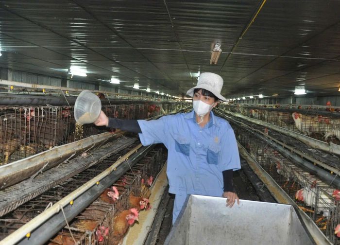 Hà Nội sẽ mở rộng các vùng chăn nuôi tập trung, nâng cao năng lực kiểm soát dịch bệnh, chuẩn hóa quản lý con giống, thức ăn chăn nuôi và môi trường. Ảnh: PV