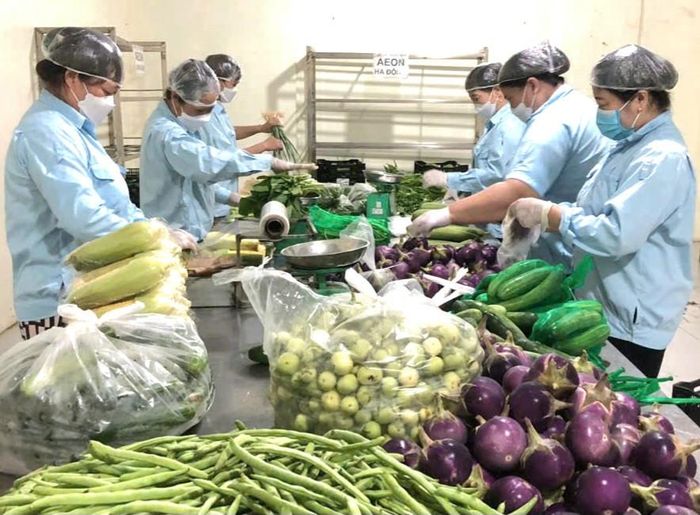 HTX Dịch vụ nông nghiệp Văn Đức (xã Bát Tràng) cung cấp các sản phẩm rau, củ, quả chất lượng cho người tiêu dùng. Ảnh: Phương Lộc