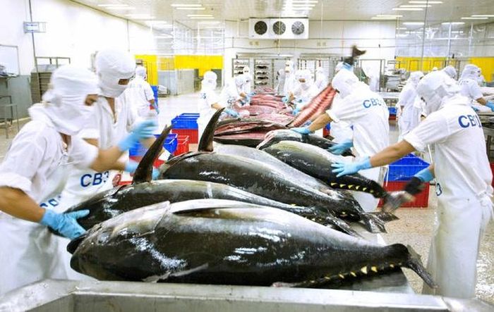 Đối với mặt hàng cá ngừ, xuất khẩu trong tháng 7 đạt hơn 69 triệu USD, giảm nhẹ 0,1%. Lũy kế 7 tháng đạt gần 524 triệu USD, giảm 1,4%.