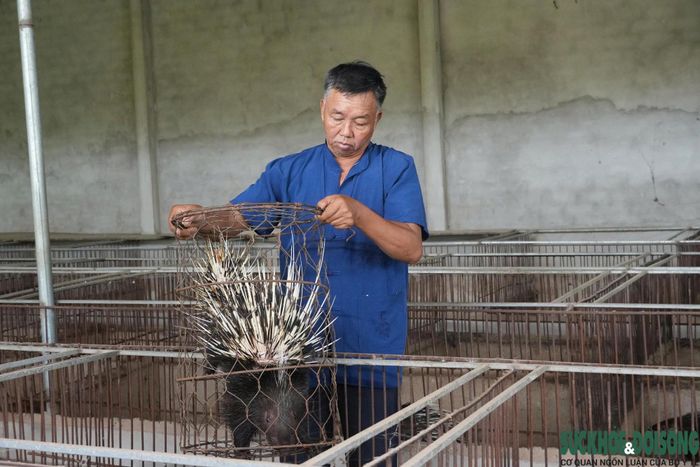 Từ 2 cặp nhím giống mua năm 2011, ông Ái đã gây dựng đàn nhím sinh sản và thương phẩm quy mô lớn. (Ảnh: Song Hoàng)