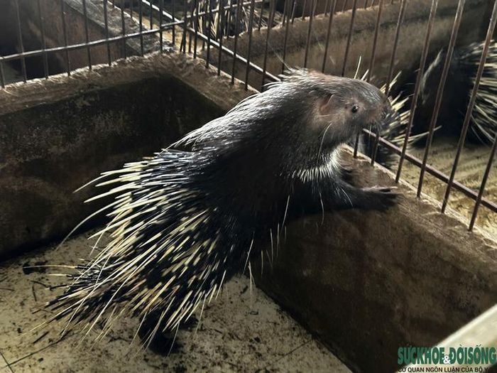 Mô hình nuôi nhím mang lại doanh thu khoảng 400 triệu đồng mỗi năm, góp phần nâng cao thu nhập cho gia đình ông Ái. (Ảnh: Song Hoàng)