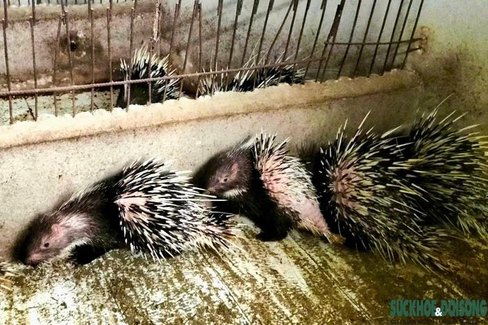 Không chỉ phát triển kinh tế, ông Ái còn sẵn sàng chia sẻ kinh nghiệm để nhiều hộ dân học hỏi mô hình nuôi nhím hiệu quả. (Ảnh: Song Hoàng)