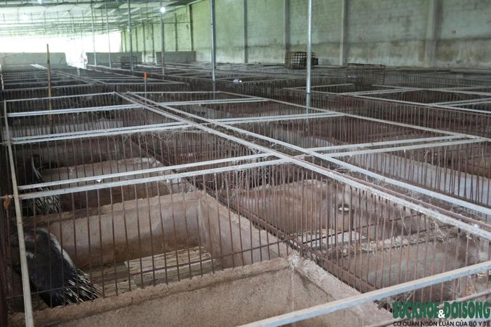 Hệ thống chuồng nuôi được xây dựng kiên cố, thông thoáng, tạo điều kiện cho nhím sinh trưởng và sinh sản. (Ảnh: Song Hoàng)