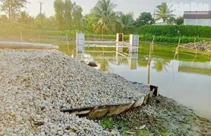 Nước xi-măng và nước bẩn gây ô nhiễm diện tích nuôi tôm của người dân, làm tôm thẻ nuôi bán công nghiệp chết. (Ảnh: TRỌNG DUY)