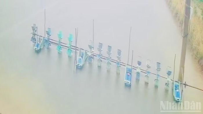 Nước xi-măng và nước bẩn gây ô nhiễm diện tích nuôi tôm của một số người dân, trong đó làm tôm thẻ nuôi bán công nghiệp của ông Lê Thành Công ở phường Vĩnh Trạch (Cà Mau) chết. (Ảnh: TRỌNG DUY)