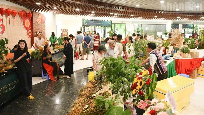 Không gian trưng bày sâm Ngọc Linh thu hút đông đảo người dân, du khách đến mua sắm, trải nghiệm.