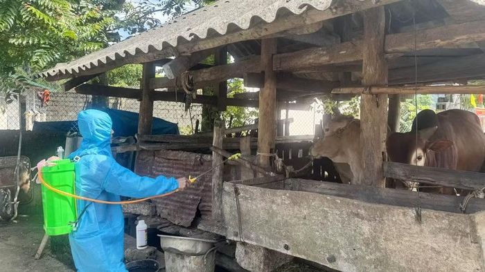 Phun hóa chất diệt côn trùng phòng chống lây lan dịch bệnh tại thôn Lùng Tám, xã Lùng Tám, tỉnh Tuyên Quang.