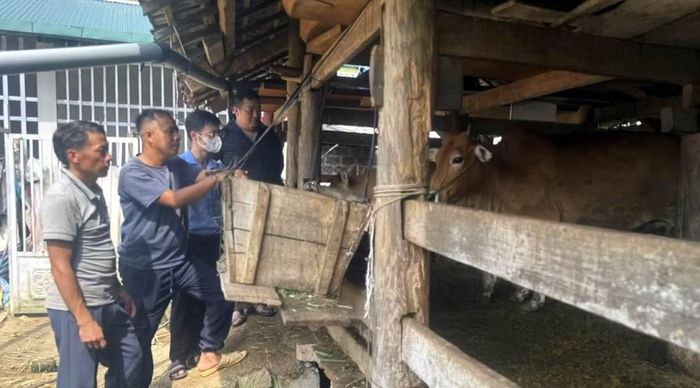 Cán bộ nông nghiệp xã Lùng Tám kiểm tra, hướng người dân phòng, chống dịch bệnh trên đàn gia súc.