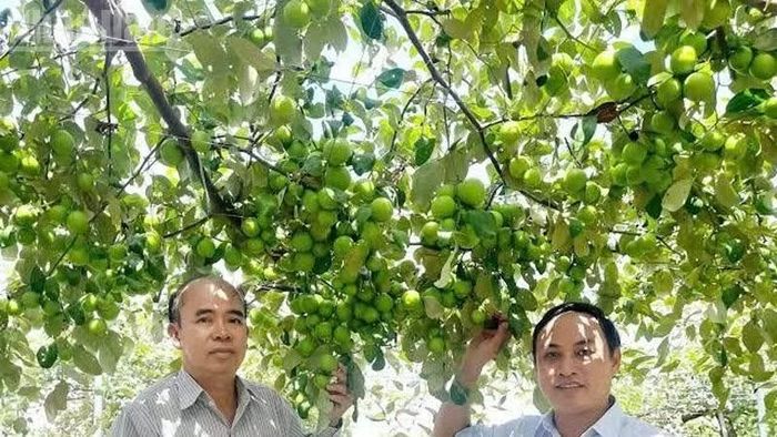 Sản phẩm táo xanh trồng trong nhà màng được bao lưới chống các loại côn trùng phá hoại, cho năng suất cao.