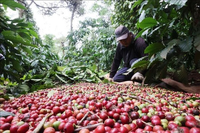 Giá cà phê đảo chiều giảm mạnh. Ảnh minh họa: TTXVN