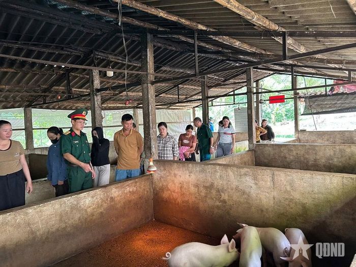 Hướng dẫn bà con kỹ thuật chăn nuôi lợn. 