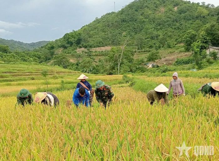 Giúp nhân dân thu hoạch lúa. 