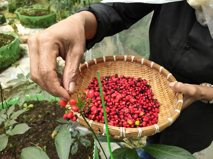 Hạt sâm chín đỏ được thu hoạch. Ảnh: HỮU PHÚC