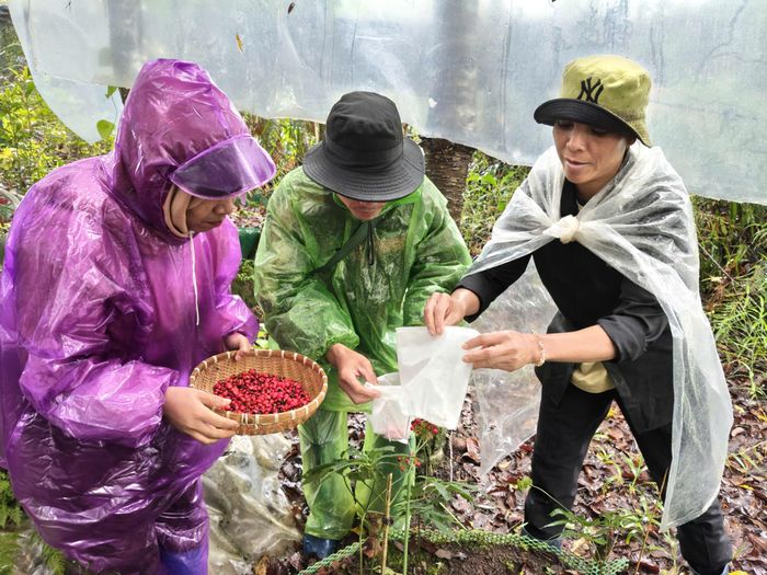 Thu hoạch những hạt sâm chín đỏ. Ảnh: HỮU PHÚC