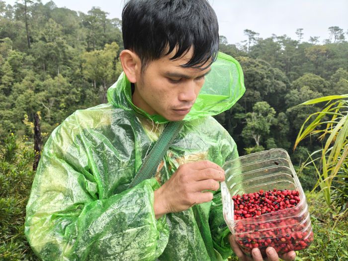 Hạt sâm vừa thu hoạch sẽ là nguồn giống quý để bà con tự ươm thành cây. Ảnh: HỮU PHÚC
