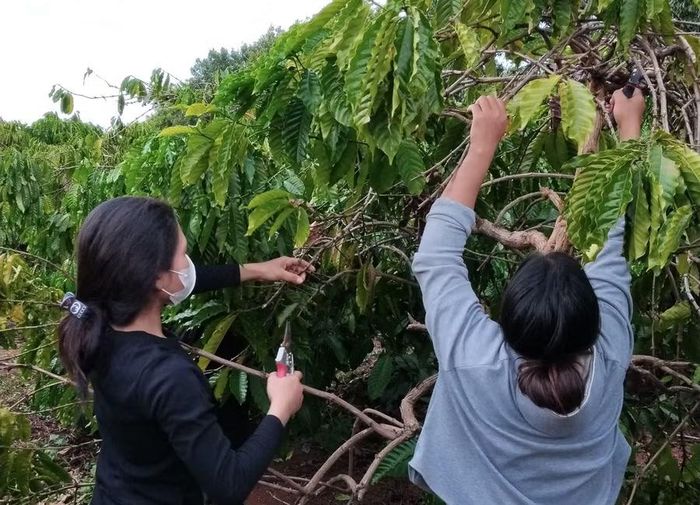 Người dân học nghề trồng và chăm sóc cây cà phê.