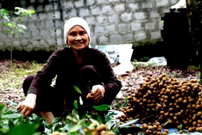 Tri thức trồng và chế biến Nhãn lồng Hưng Yên vừa được Bộ Văn hóa, Thể thao và Du lịch đưa vào Danh mục quốc gia về di sản văn hóa phi vật thể.