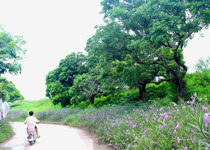 Mùa nhãn lồng ở Hưng Yên kéo dài khoảng 3 tháng với 3 đợt thu hoạch chính. Đợt 1 là nhãn sớm thu hoạch từ ngày 20 - 30/7; đợt 2 là nhãn chính vụ từ ngày 7 - 15/9; đợt 3 là nhãn chín muộn thu hoạch đến hết tháng 10 dương lịch.