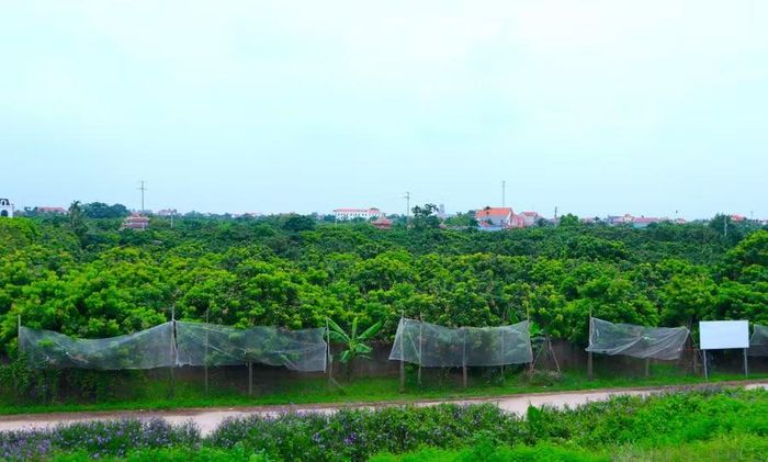 Nhắc đến vùng đất Hưng Yên, chúng ta thường nhớ ngay đến quả nhãn lồng nổi tiếng. Cây nhãn từ bao đời nay đã gắn bó với tuổi thơ của những đứa trẻ, thẩm thấu vào tâm thức của những người xa quê, là một phần trong cuộc sống của người dân Hưng Yên. Ảnh: Đinh Chiến