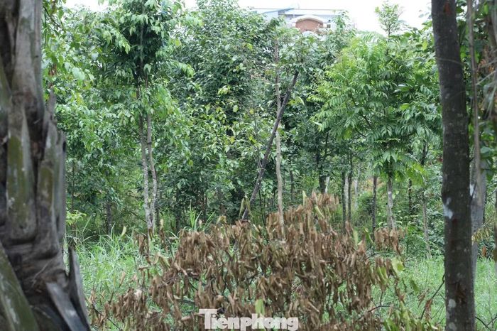 Trong suốt 10 năm qua, khu "đất vàng" này bị bỏ hoang. Một số đơn vị mượn khu đất để trồng cây và làm khu vực chứa vật liệu.