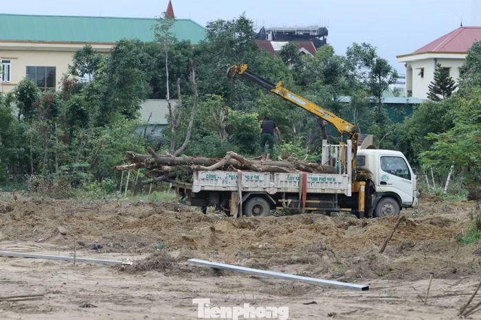 Đơn vị cây xanh di chuyển toàn bộ cây bên trong đi đến nơi khác nhường chỗ cho đơn vị chức năng chuẩn bị thực hiện dự án.