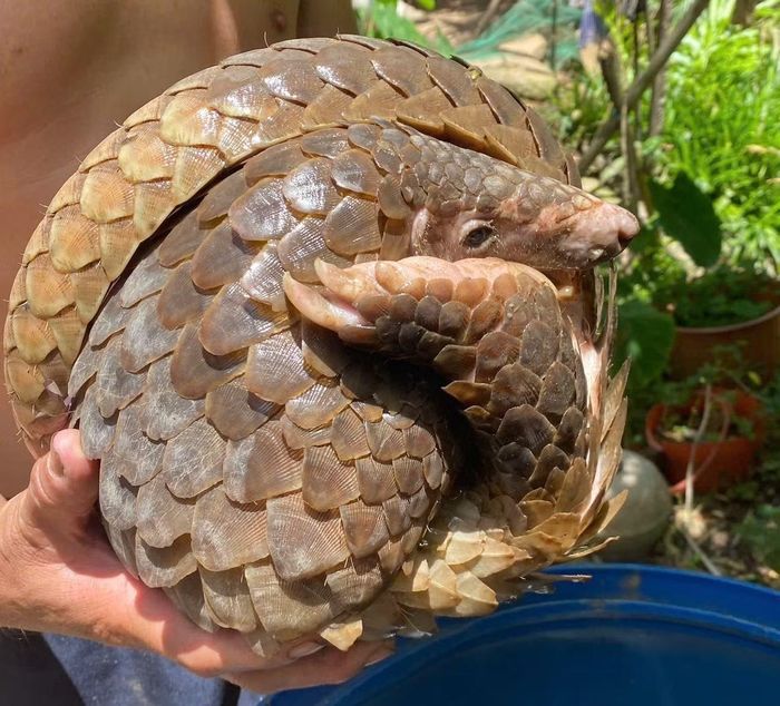 Cá thể tê tê quý hiếm gặp.
