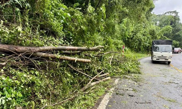 Nhiều cây rừng ngã đổ trên đèo Bảo Lộc sau mưa lớn.