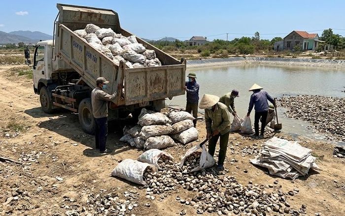 Kết quả điều tra xác định, có hơn 134 tấn sò, ốc chết, là chất thải rắn thông thường, được tập kết và chôn lấp trái phép tại khu đất của Trần Thị Thúy Linh. Ảnh minh họa.
