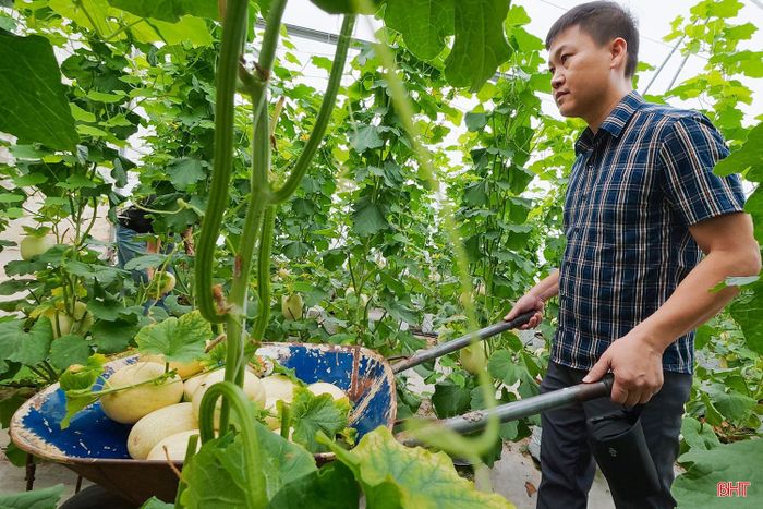 Với mức giá khoảng 45.000 đồng/kg, dưa lê Nhật Bản đang nhận được sự quan tâm của người tiêu dùng, nhất là những khách hàng yêu thích nông sản sạch, được sản xuất theo quy trình an toàn.