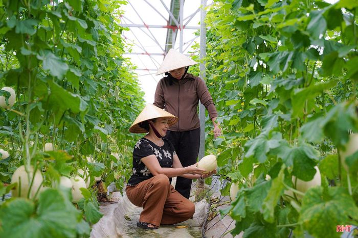 Không chỉ mua sản phẩm, khách đến vườn còn có thể tự tay lựa chọn và cắt những trái dưa chín ngay trên cây - một trải nghiệm thú vị giữa không gian nhà màng xanh mát.