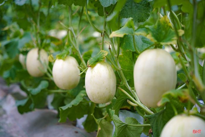 Đây là giống dưa được trung tâm đưa vào trồng thử nghiệm lần đầu với 1.000 gốc. Dù đòi hỏi kỹ thuật chăm sóc cao, cây sinh trưởng tốt và cho hiệu quả đáng khích lệ, sản lượng dự kiến trên 2 tấn.