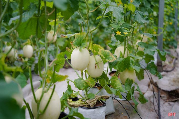 Là giống cây ngắn ngày, dưa lê Nhật Bản có thể cho thu hoạch sau khoảng 60 - 65 ngày. Mỗi cây chỉ được giữ lại từ 1 - 2 quả để tập trung dinh dưỡng, đảm bảo chất lượng trái.