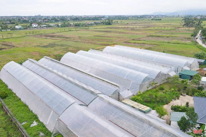 Dưa được trồng trong nhà màng, kiểm soát chặt chẽ các điều kiện sinh trưởng, theo dõi sát sao từng ngày.