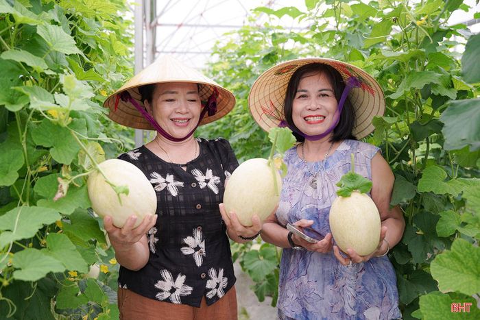 Chị Lê Thị Hồng Xoan, trú tại xã Tiên Điền (người bên trái) chia sẻ: "Lần đầu tiên ăn thử dưa lê Nhật Bản, tôi ấn tượng bởi vị ngọt và thơm, miếng dưa giòn mát, lại được tự tay chọn, cắt ngay tại vườn nên cảm giác rất thú vị và yên tâm. Tôi thấy chất lượng quả ngon, đáng để mua về thưởng thức và làm quà".