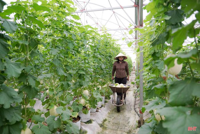 Những trái dưa lê Nhật Bản sai trĩu trên giàn, nổi bật giữa không gian nhà màng xanh mát của Trung tâm Sản xuất rau, củ, quả công nghệ cao xã Tiên Điền.