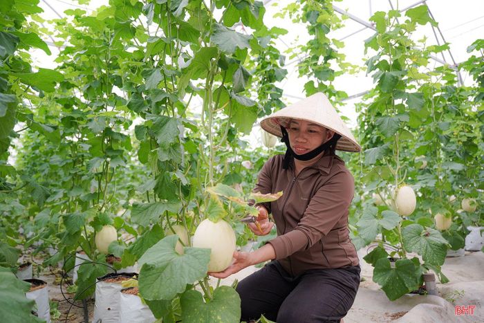 Điểm đặc biệt của những trái dưa tại đây là được để chín tự nhiên trên cây.