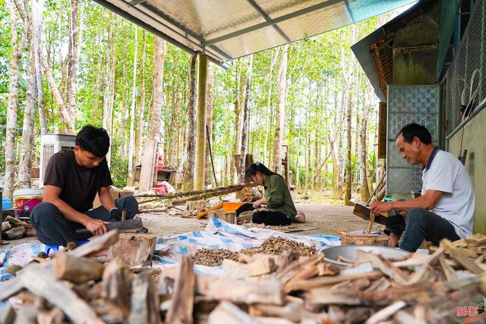 Người dân xã Phúc Trạch khai thác dó bầu.