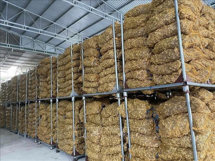 Theo các hộ sản xuất, gừng Kỳ Sơn hiện vẫn khó cạnh tranh với sản phẩm cùng loại từ Trung Quốc, Thái Lan do củ gừng chưa đồng đều về mẫu mã, kỹ thuật canh tác còn hạn chế, trong khi chi phí vận chuyển tăng cao khiến hoạt động xuất khẩu gặp nhiều trở ngại. Vì vậy, sản phẩm chủ yếu tiêu thụ tại thị trường trong nước. Ảnh: TTXVN phát