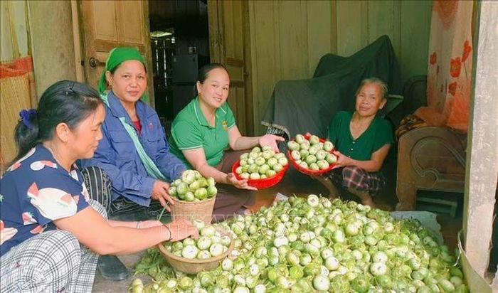 Xã Tương Dương, tỉnh Nghệ An có khoảng 35 hộ trồng cà ngọt với diện tích hơn 31 ha. Bình quân, cứ ba ngày, người dân thu hoạch khoảng 3,5 tấn quả. Ảnh: TTXVN phát