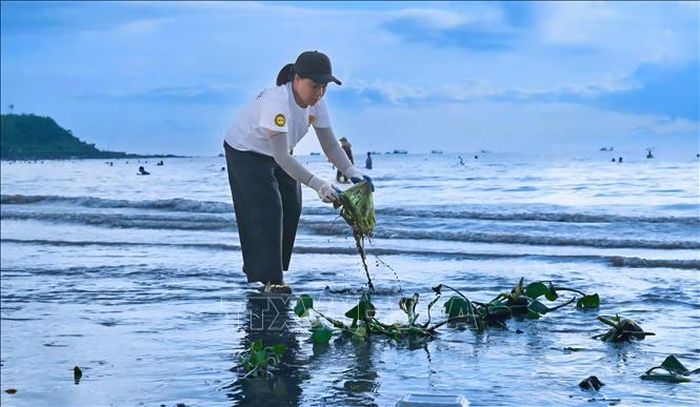 Nhặt rác, bèo trên biển trở thành thói quen của người dân Đồ Sơn.