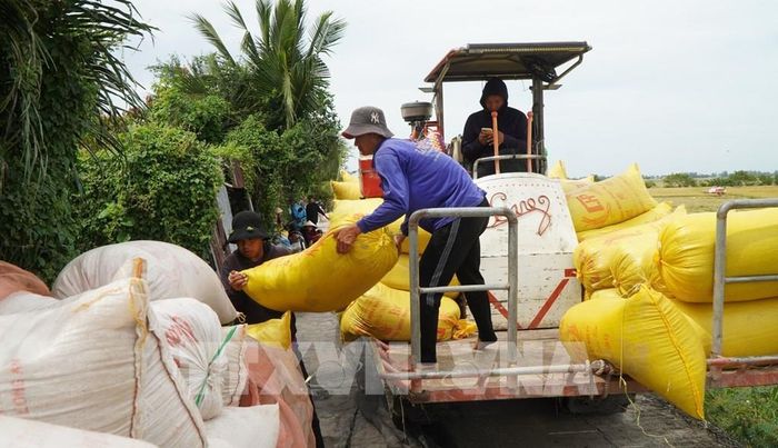 Công nhân vận chuyển lúa về điểm tập kết để thương lái thu mua. Ảnh: Nhựt An - TTXVN