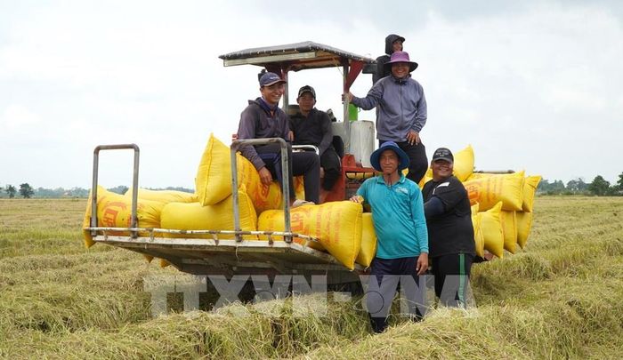 Nông dân ở khu vực biên giới của tỉnh Đồng Tháp thu hoạch lúa Hè thu. Ảnh: Nhựt An - TTXVN