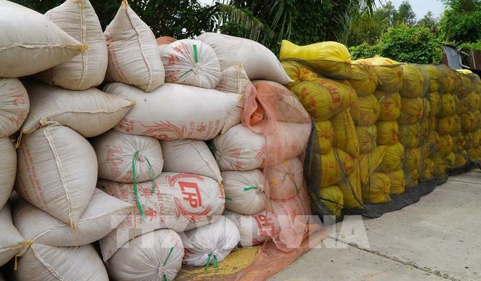 Năng suất lúa vụ Hè thu trung bình khoảng 6,5 tấn/ha. Ảnh: Nhựt An - TTXVN